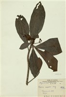 藏品(樹杞)的圖片